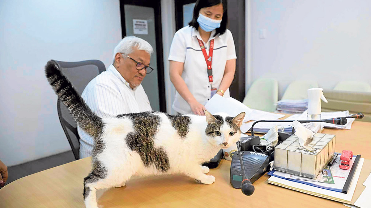 MANNING HIS POST As Angeles City Mayor Carmelo Lazatin Jr. goes about the day’s business,Felix—the resident “rat control officer” at City Hall—stays within reach. The mayor says the place has been rodent-free since Felix got here in 2019. —CONTRIBUTED PHOTO