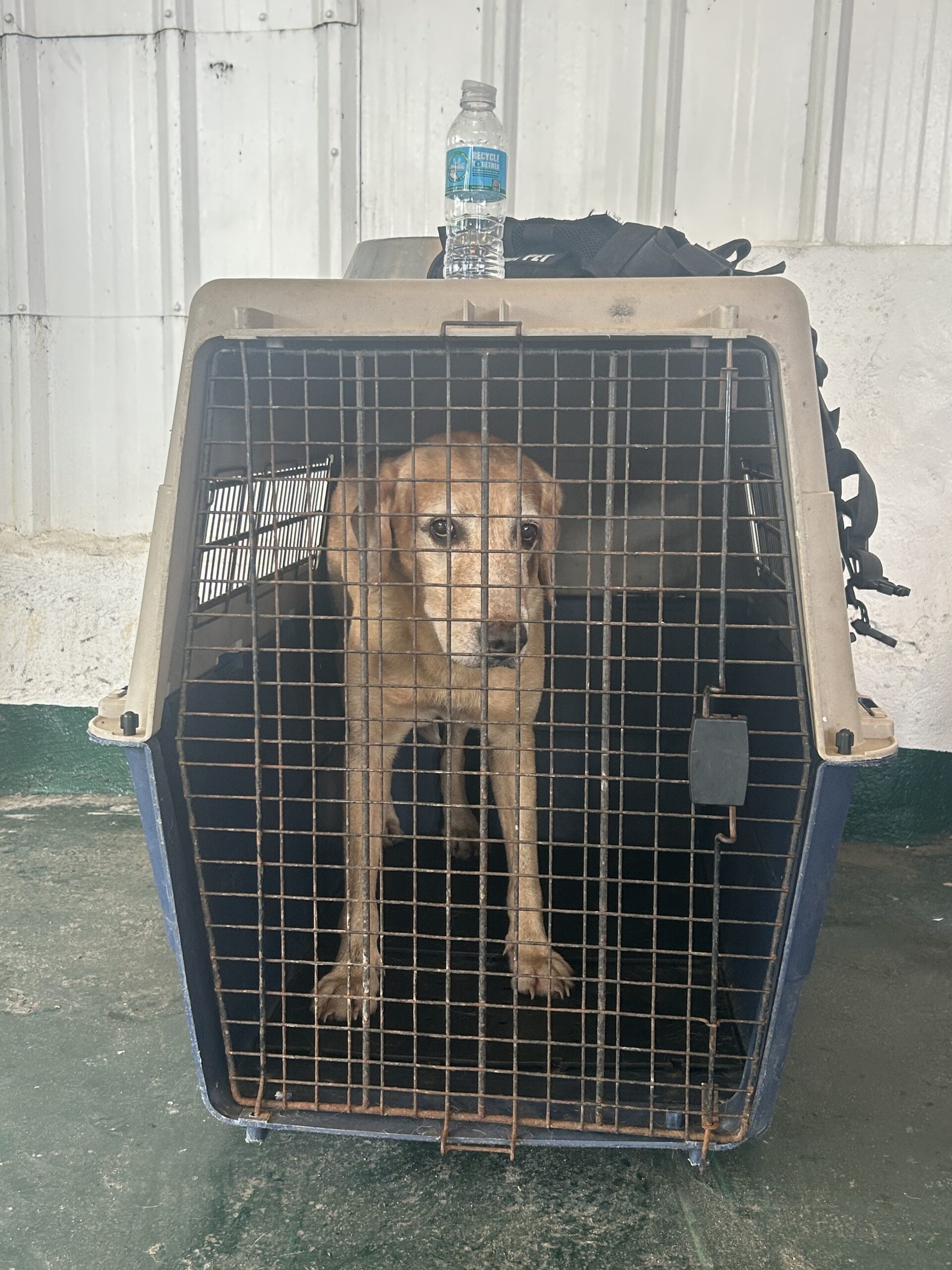 Meet the K9 Units assigned to ensure safety outside the Manila Hotel’s Tent City in line with the filing of certificates of candidacy (COC) for the 2025 elections.